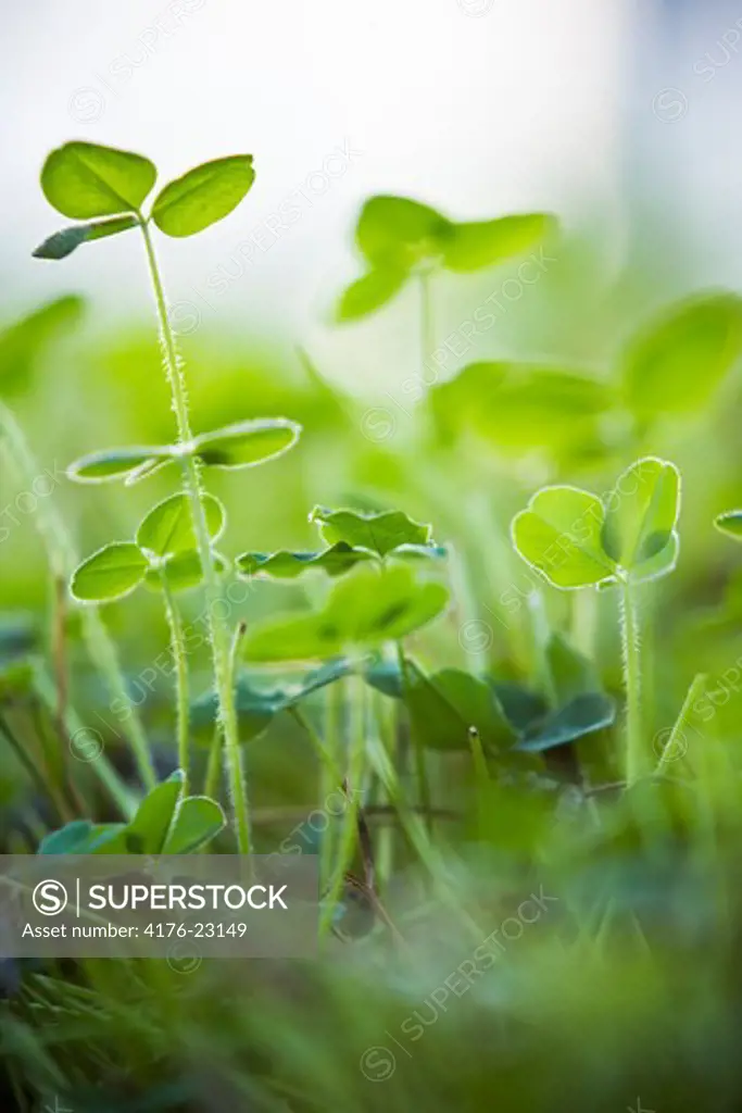 Close-up of plants