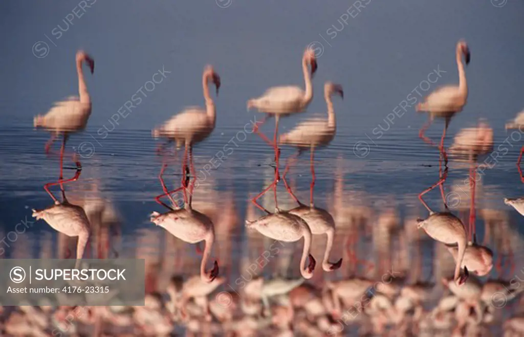 Reflection of Flamingoes in lake Nakuru, Kenya