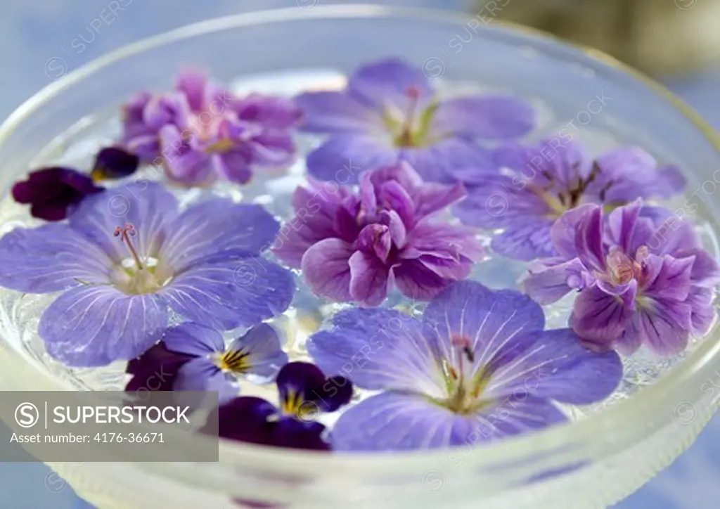 Purple flowers floating in a bowl filled with water, Sweden