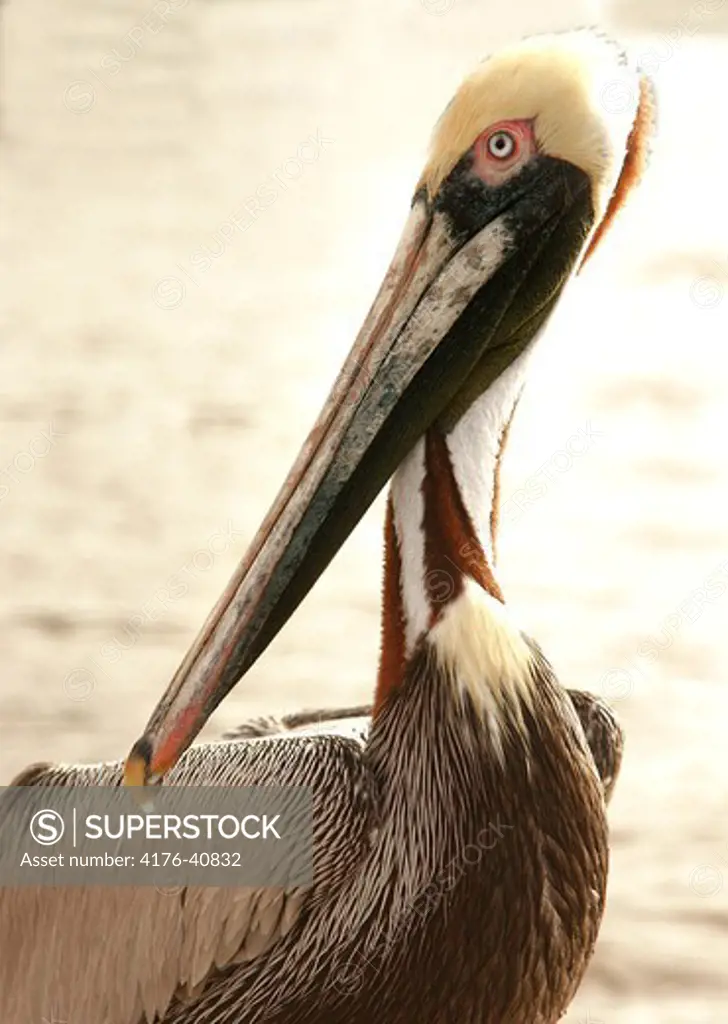 Grey pelican, Everglades, USA, 2005