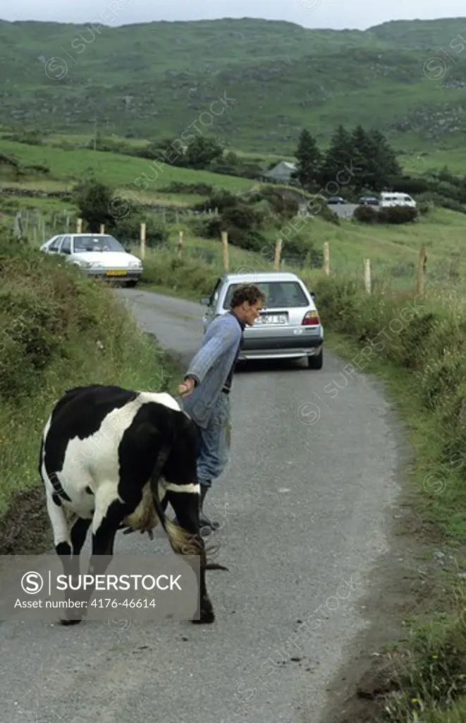 A man pulling a cow on the road