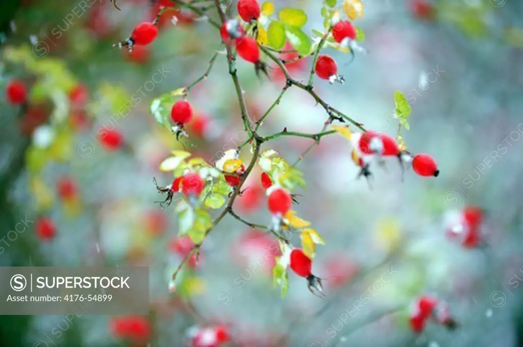 Rose hips on a rose plant, Stockholm, Sweden