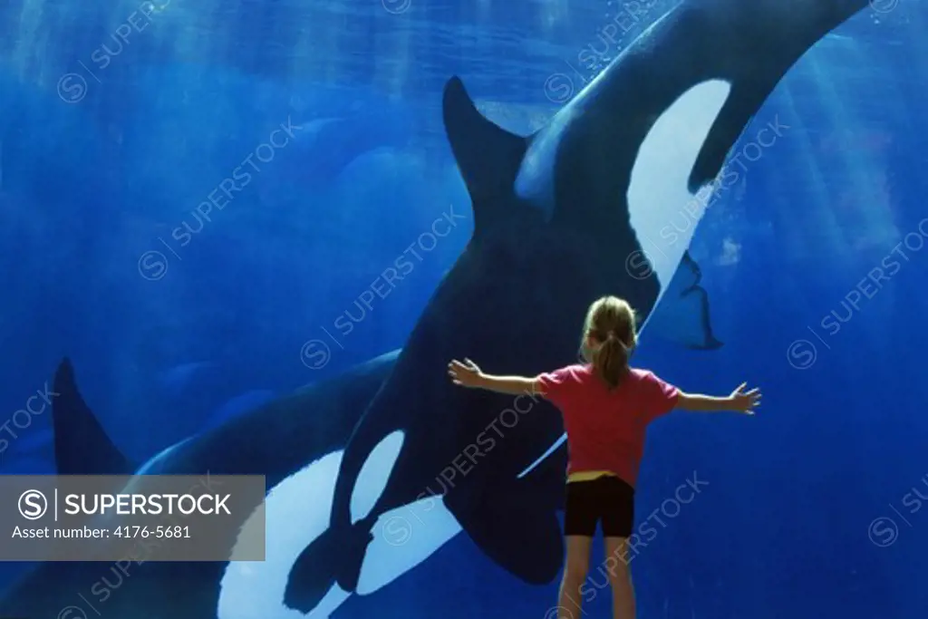 Girl watching killer whales Orcinus orca at San Diego Seaworld