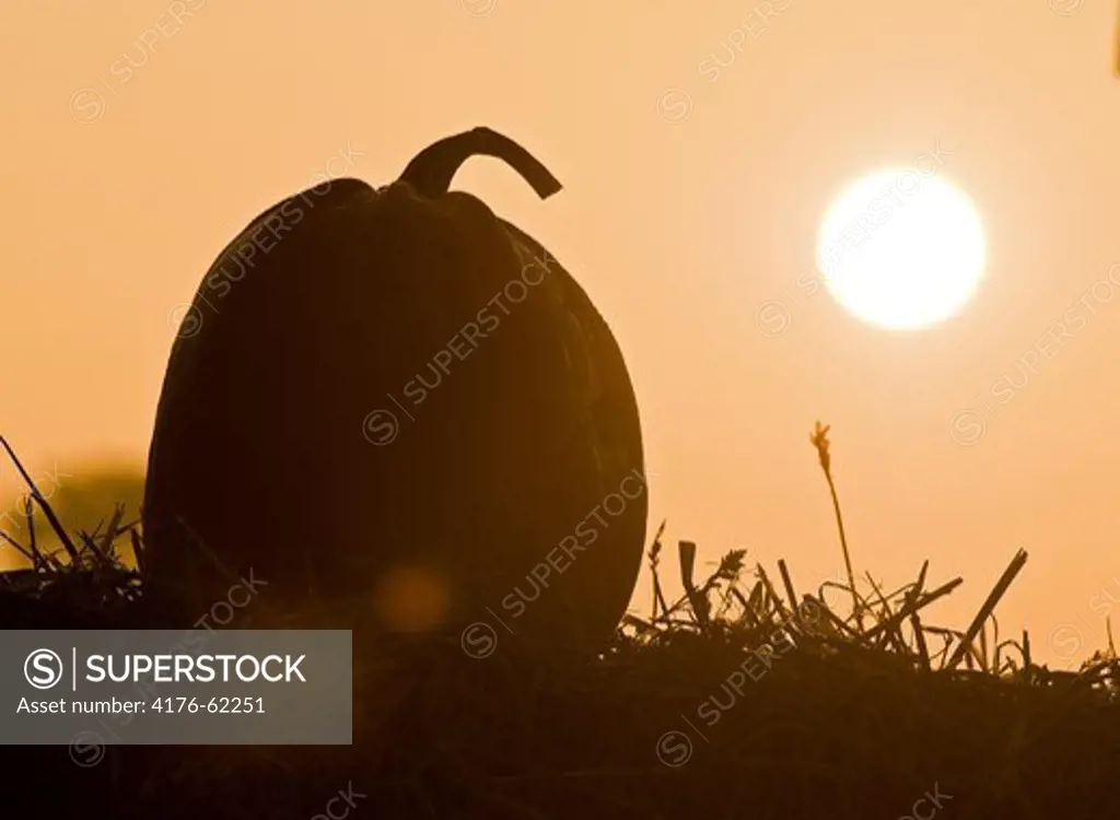 Pumpkin and rising sun, Oland(Öland)