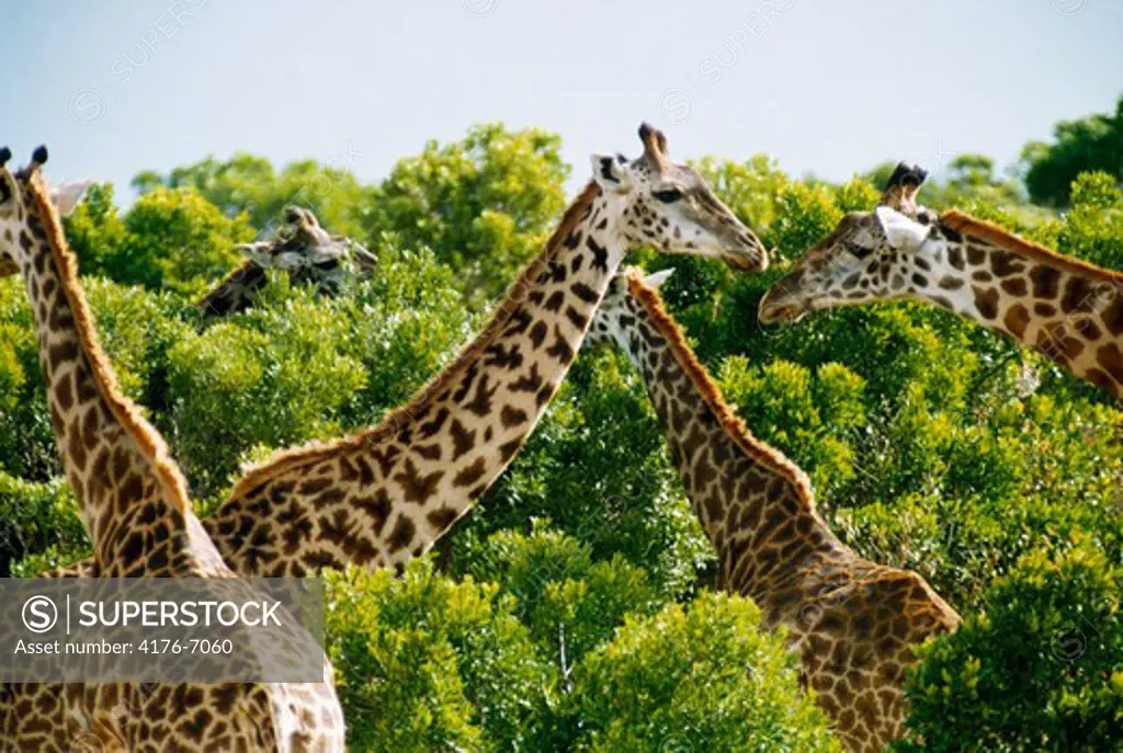 Group of giraffes in a forest, Kenya