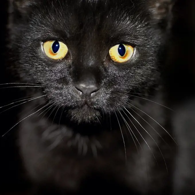 A black cat staring at camera