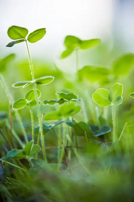 Close-up of plants