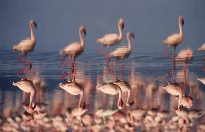 Reflection of Flamingoes in lake Nakuru, Kenya