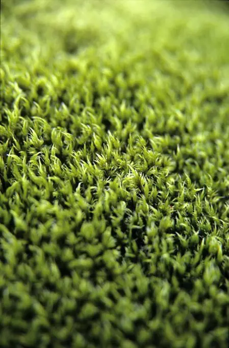 Detail of Green moss. Iceland.