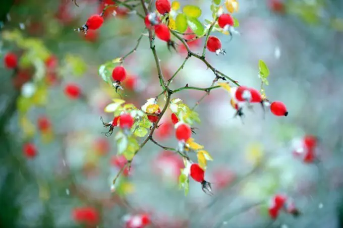 Rose hips on a rose plant, Stockholm, Sweden