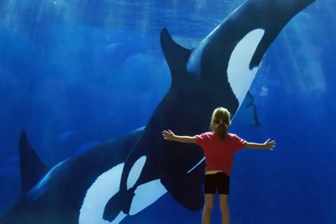 Girl watching killer whales Orcinus orca at San Diego Seaworld