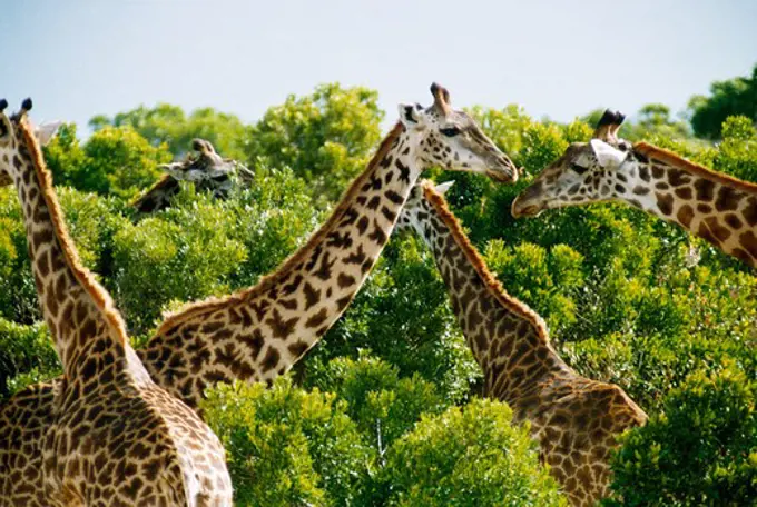 Group of giraffes in a forest, Kenya