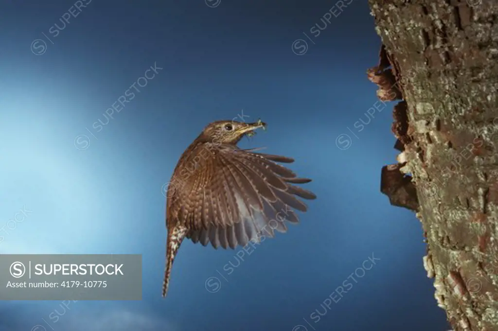 House Wren in Flight (Troglodytes aedon) PA in  May Pennsylvania