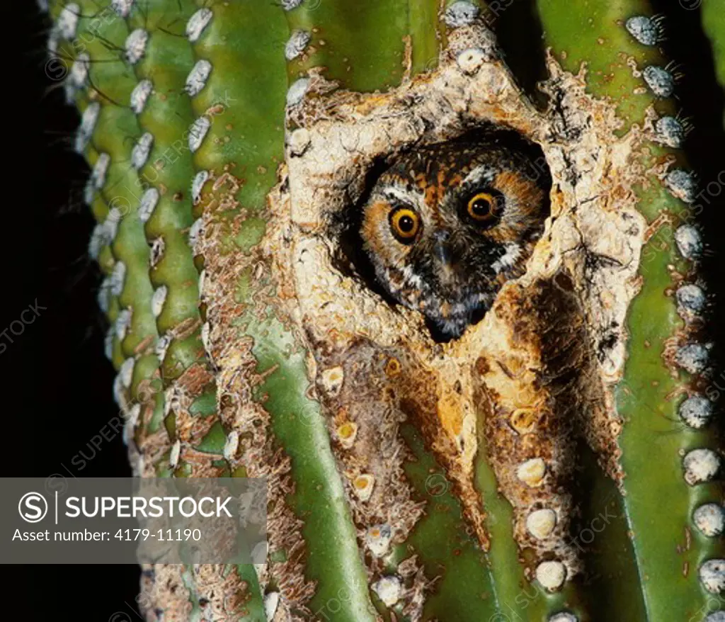 Elf Owl nesting in Cactus (Micrathene whitneyi)