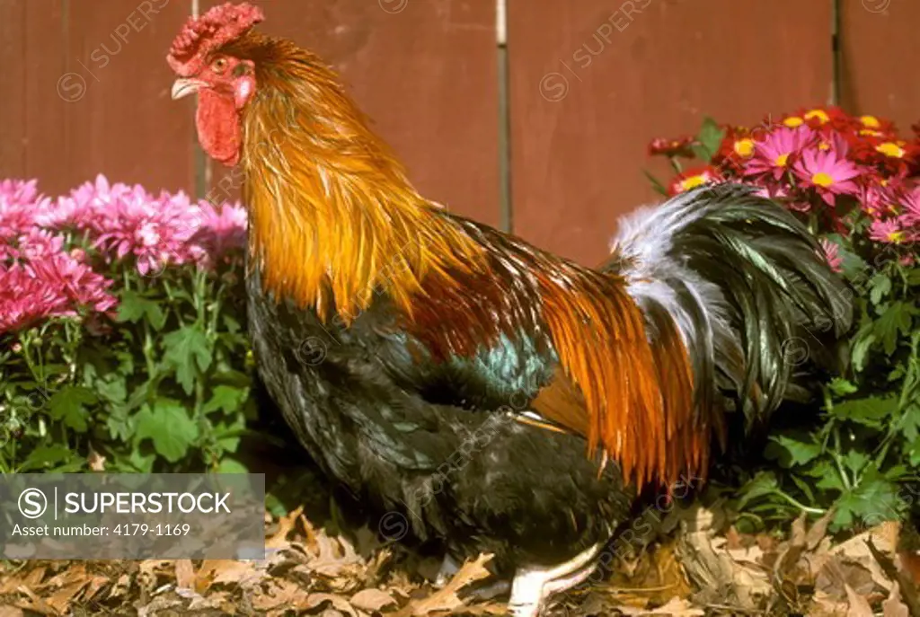 Rose Comb Red Dorking Rooster Breed Iowa