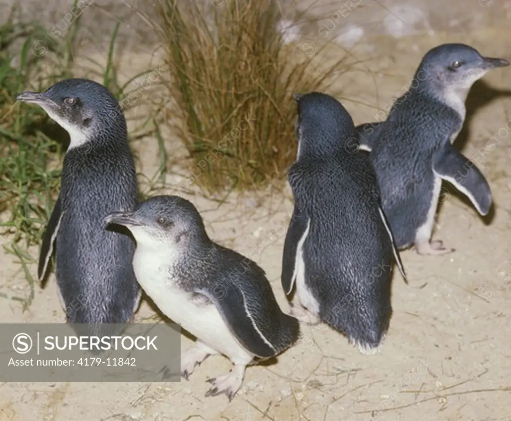 Little aka Fairy Penguins (Eudyptula minor) Australia