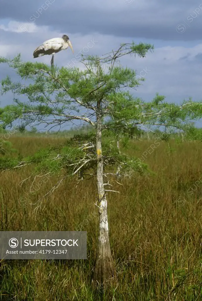 Wood Stork on Pond Cypress in sawgrass, Everglades swamp (Mycteria americana) - FL, Florida