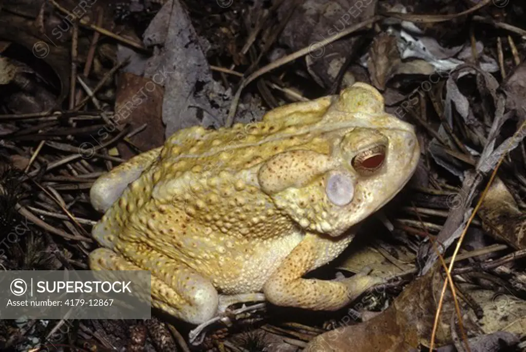 Albino American Toad (Bufo americanus), Eastern US