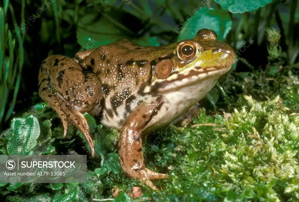 Green Frog (Rana clamitans melanota)