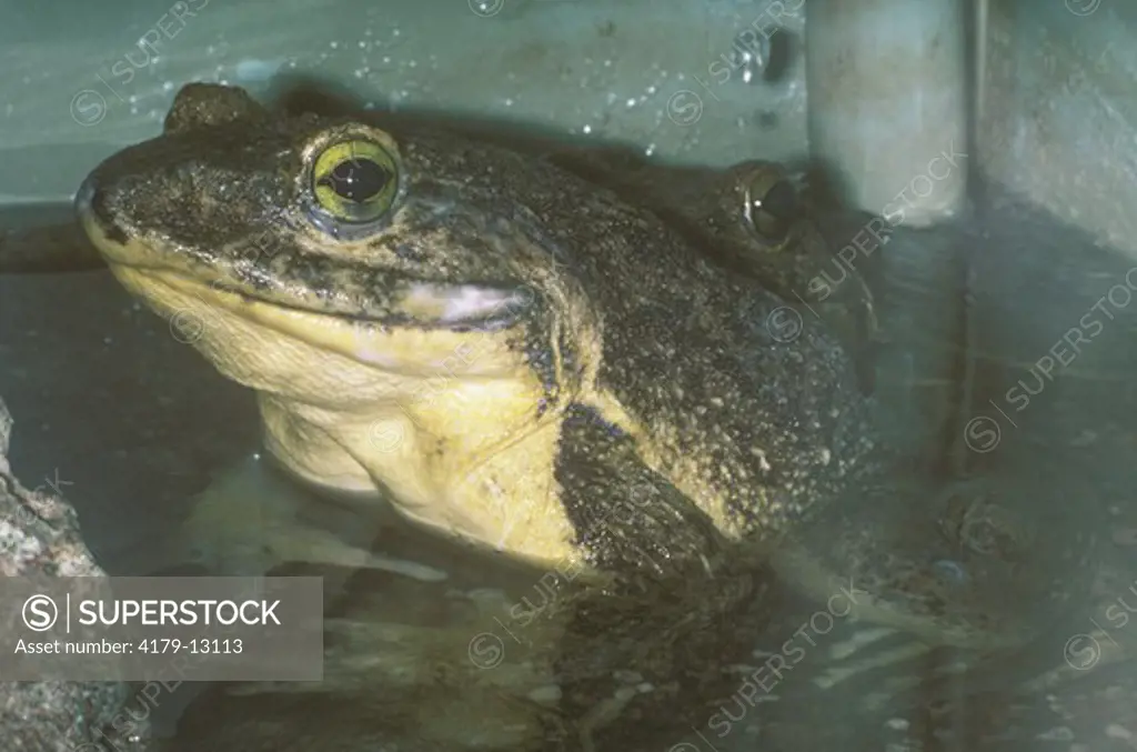 Goliath frog (Rana goliath) , World's largest frog, West Africa