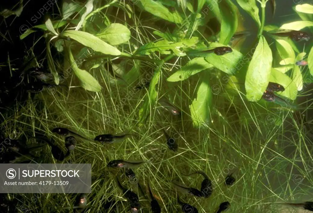 Wood Frog Tadpoles (Rana sylvatica)