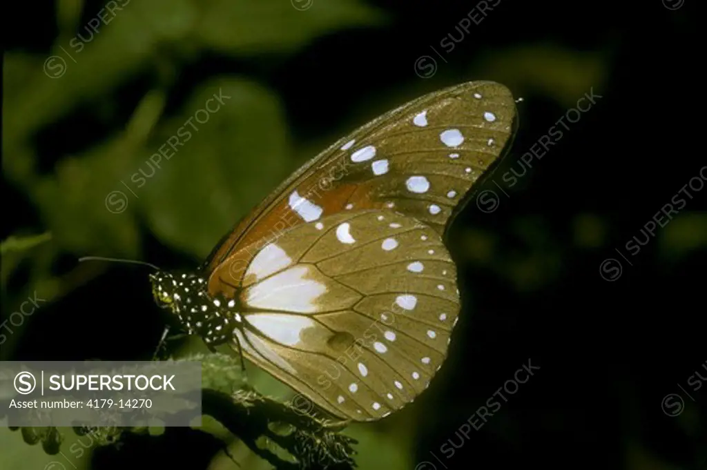 Beautiful Tiger BF, Pollen on Head (Tirumala formosa), Kakamega Forest, Kenya