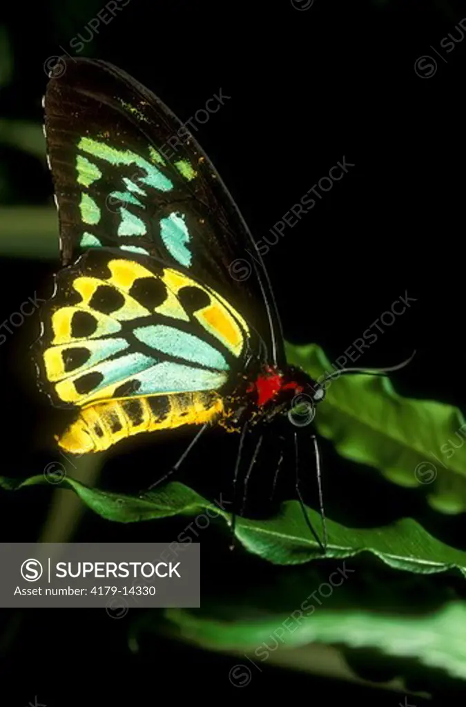 Australian Birdwing Butterfly (Ornithoptera priamus), Kuranda BF Farm, No. Queensland