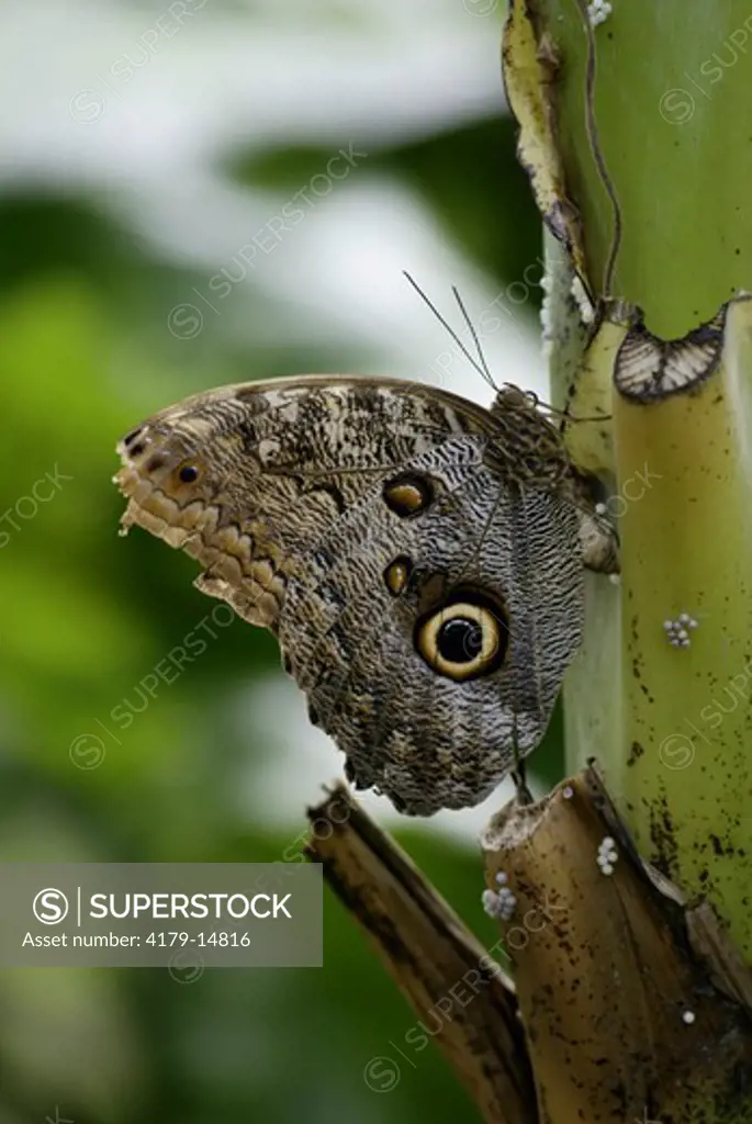 Cream Owl Butterfly (Caligo memmnon)