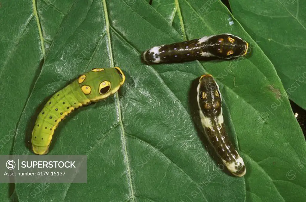 Spicebush Swallowtail Caterpillars, 2 Stages, (Papilio troilus)