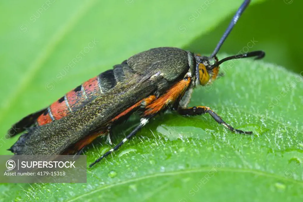 Squash Vine Borer Moth adult (Melittia satyriniformis) A day-flying wasp-like moth in the family Sesiidae