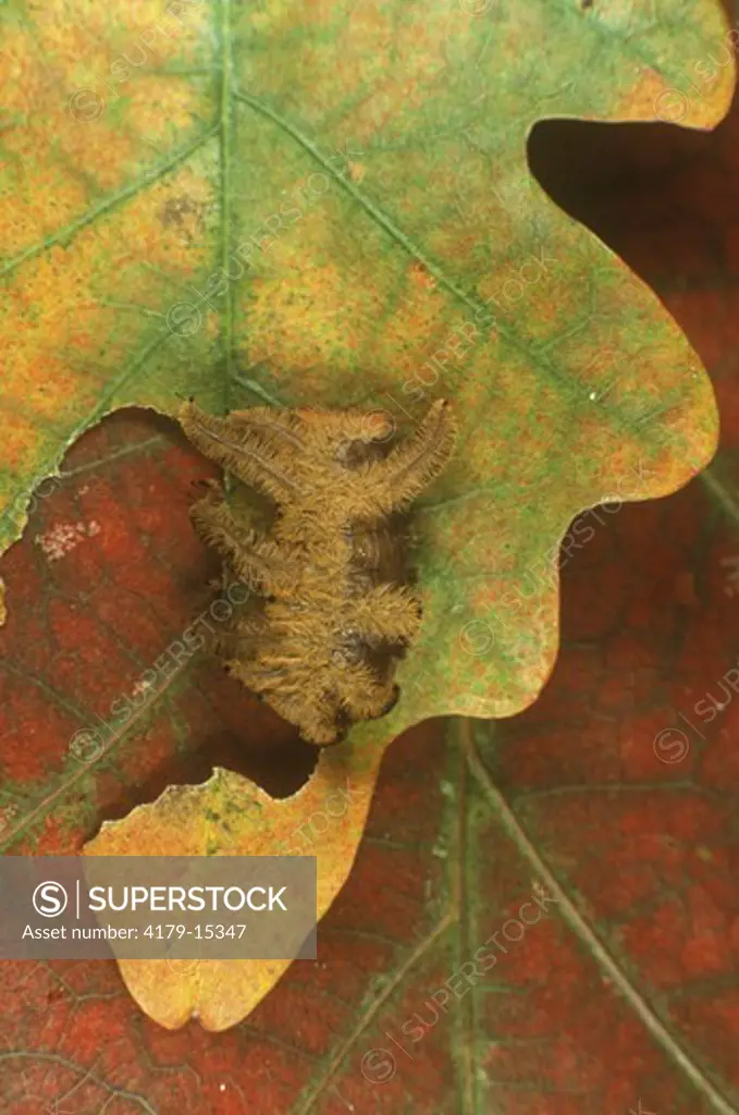 Hag Moth Caterpillar aka Monkey slug (Phobetron pithecium)