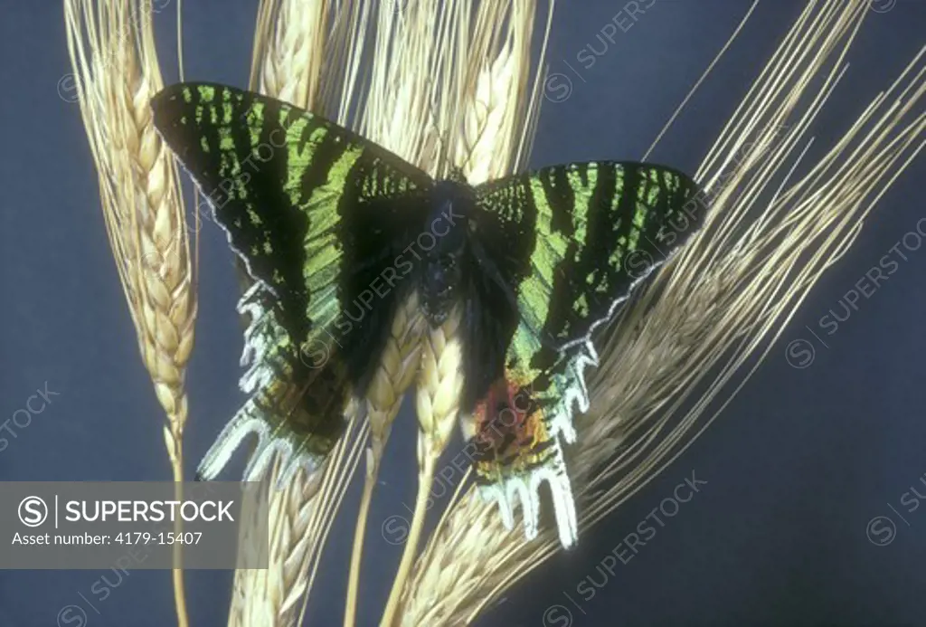 Rainbow Sunset Moth (Urania riphaeus)