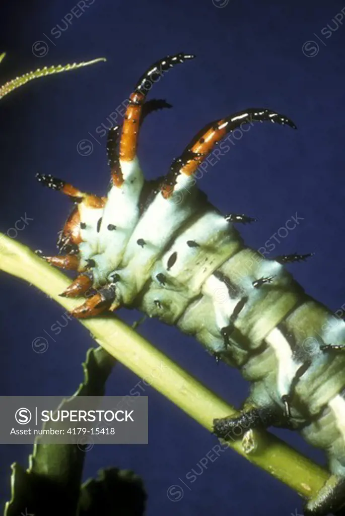 Hickory Horned Devil is Caterpillar of Regal Moth (Citheronia regalis), E USA