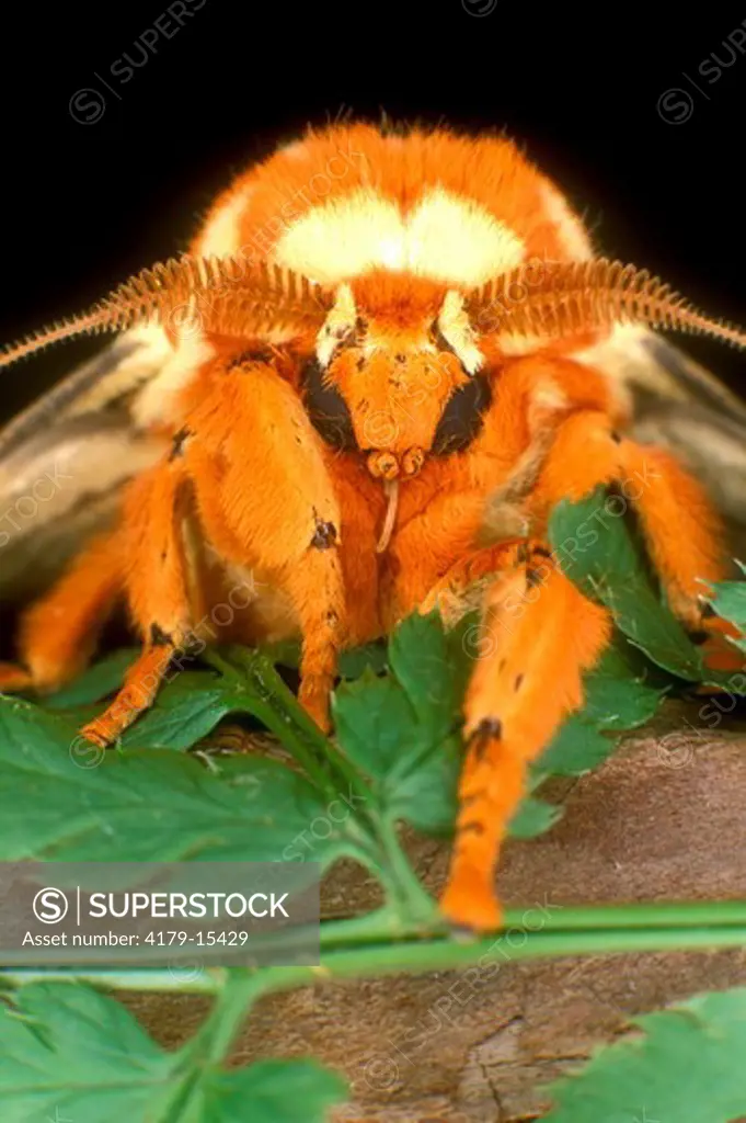 Regal or Royal Walnut Moth, female (Citheronia regalis) face, close-up