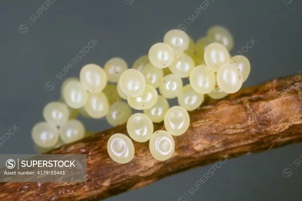 Royal Walnut (Regal) Moth Eggs (Citheronia regalis), 2x, New Orleans, LA