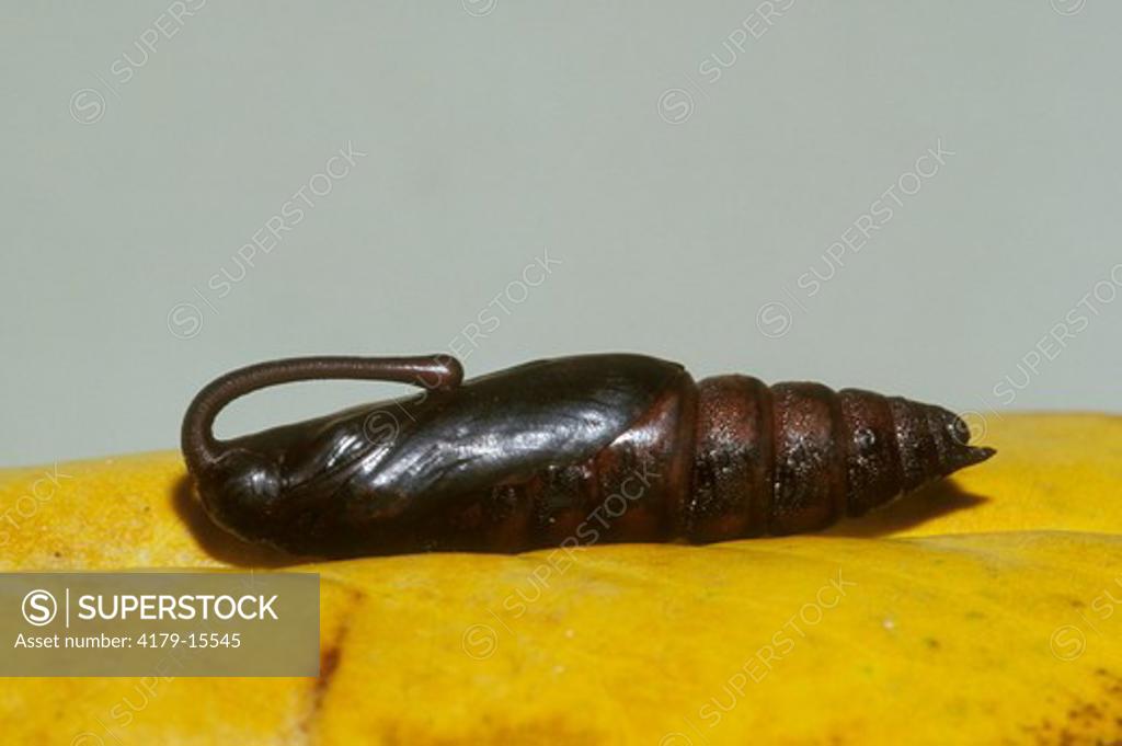 Five spotted Hawk Moth Cocoon Tomato Hornworm Manduca