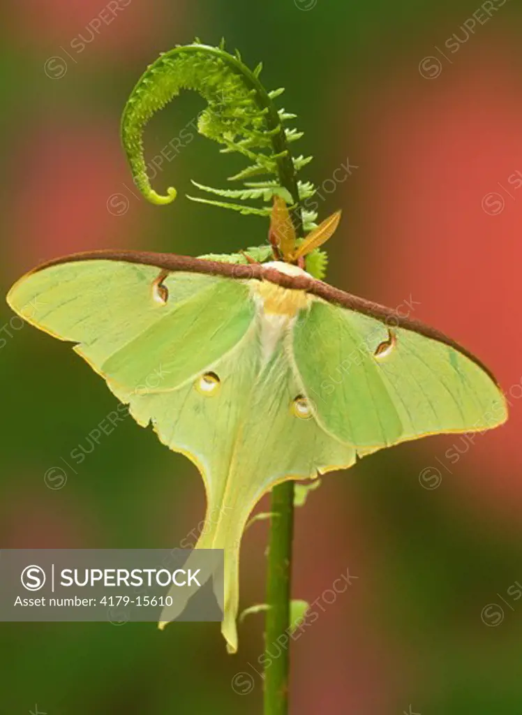 Luna Moth (Actias luna) on Fern, Adirondacks, Spring, NY