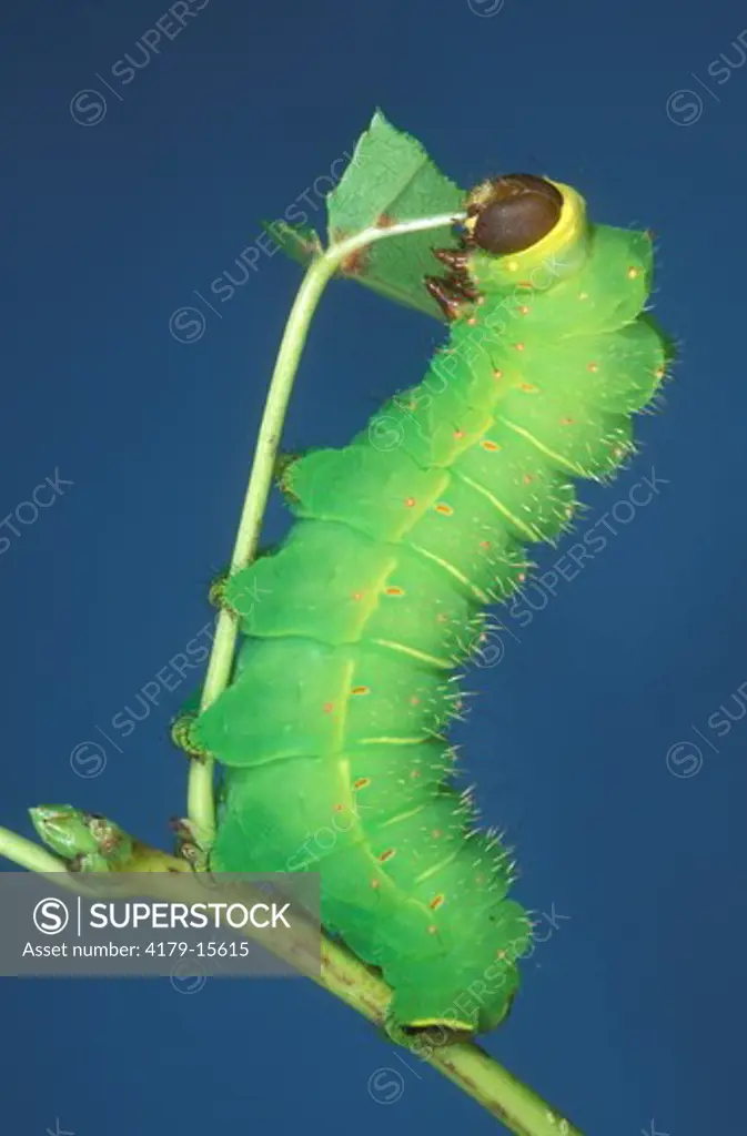 Luna Moth Caterpillar eating Sweetgum (Actias luna), NJ