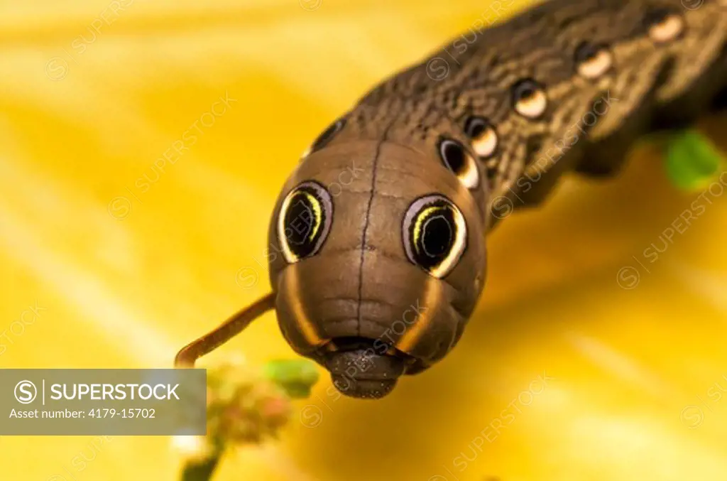 Tersa Sphinx Moth caterpillar (Xylophanes tersa) DEFENSIVE COLOR PATTERN, false eye spots make it look like a snake. Collier Co., FL