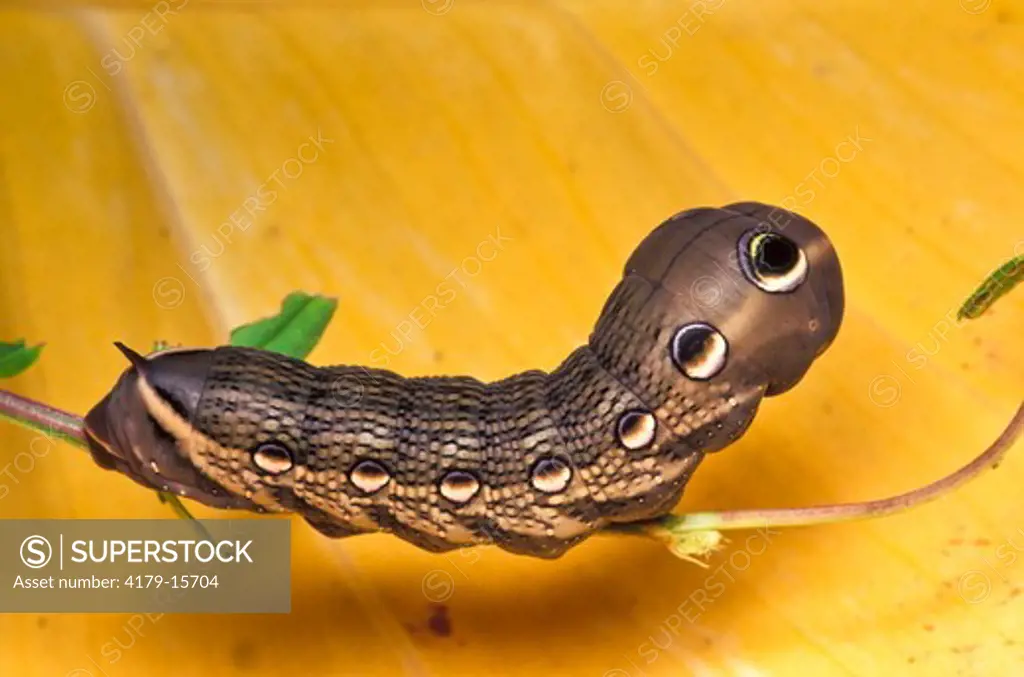 Tersa Sphinx Moth caterpillar (Xylophanes tersa) DEFENSIVE COLOR PATTERN, false eye spots make it look like a snake. Collier Co., FL