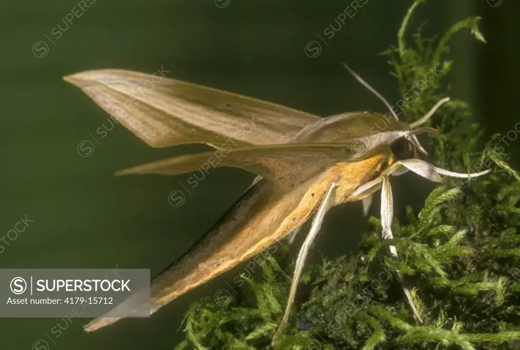 Neotropical Sphinx Moth, family: Sphingidae, Costa Rica