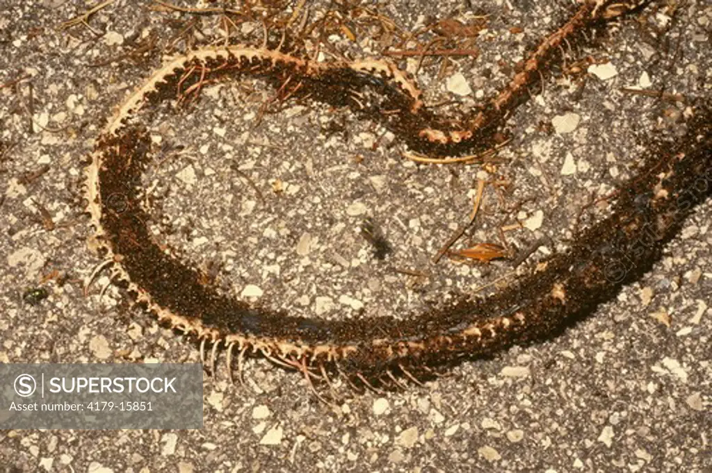 Fire Ants eating dead snake in road in Florida (Solenopsis zyloni)