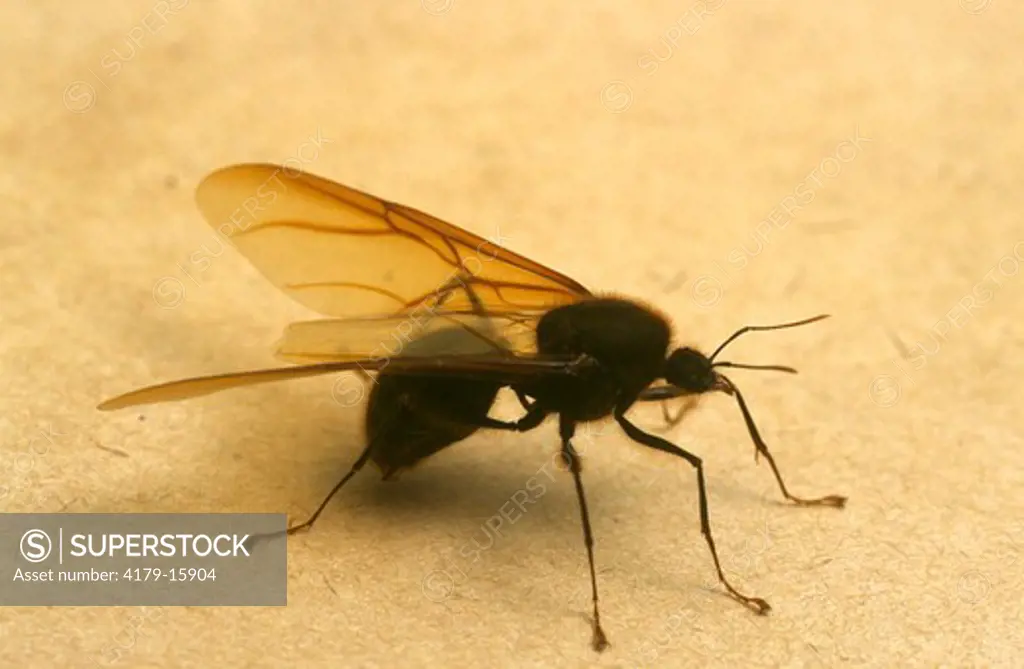 Sauba Ant, winged Male, aka Umbrella or Parasol Ant, Sao Paulo, Brazil