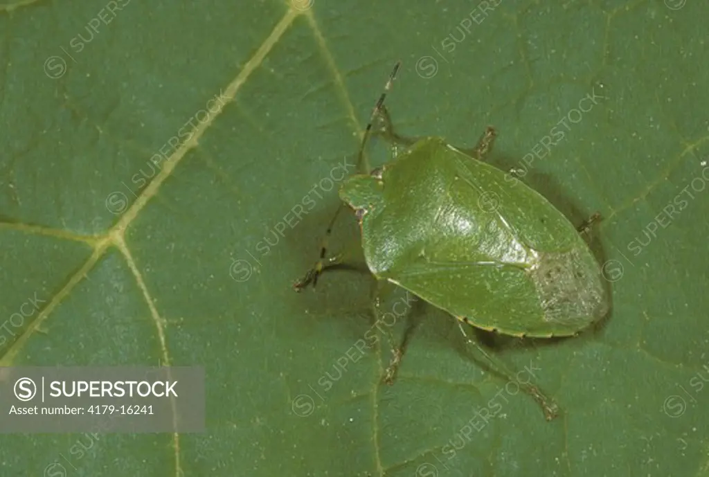 Green Stink Bug (Acrosternum hilare) New Jersey