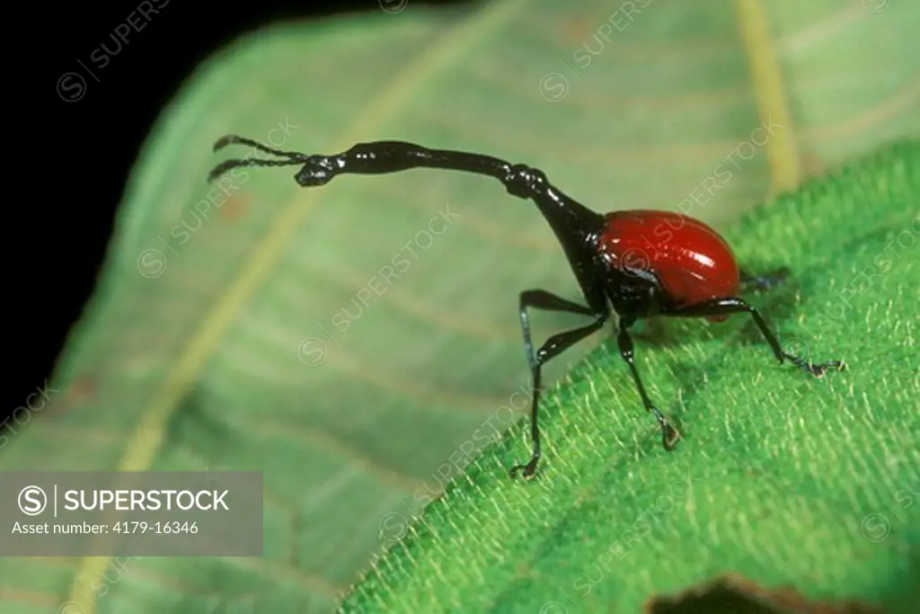 Giraffe-necked Beetle (Trachelophorus giraffa), Perinet, Madagascar