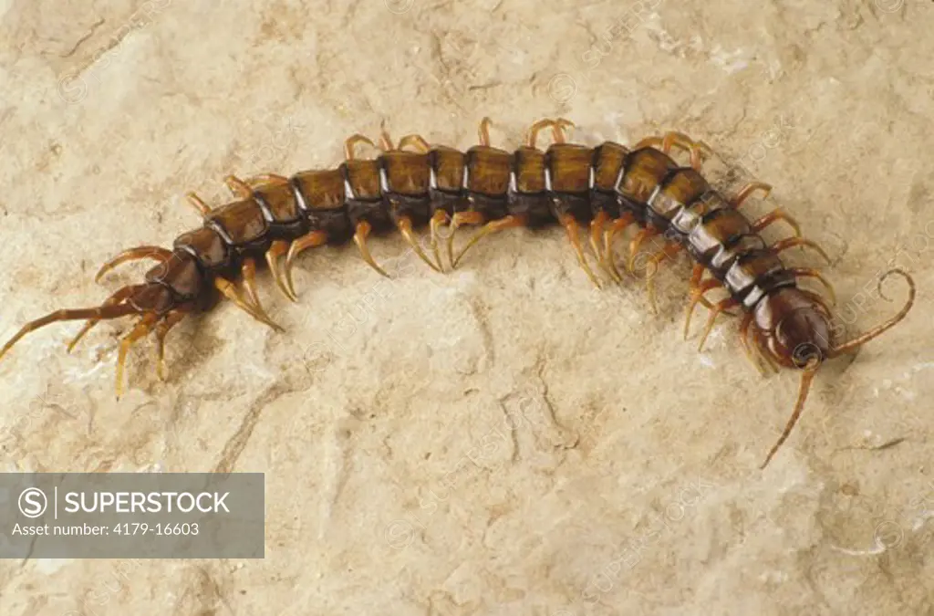 Centipede (Scolopendra sp.), St. Martin Isl., Caribbean