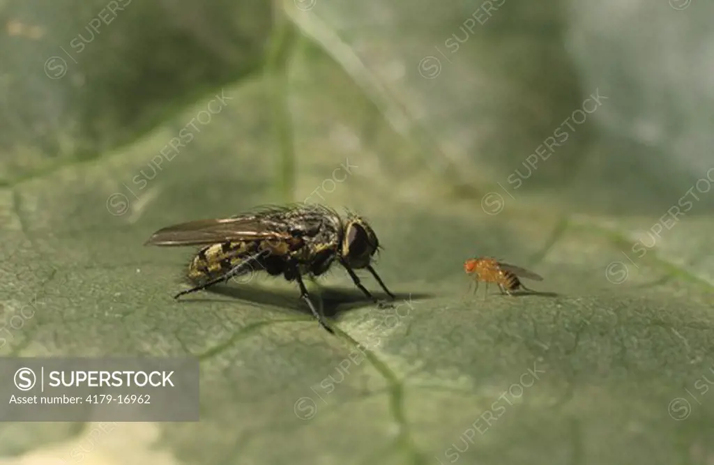 Size comparison between commonly encountered Fly and Fruit Fly(Calliphoridae & Drosophilidae)