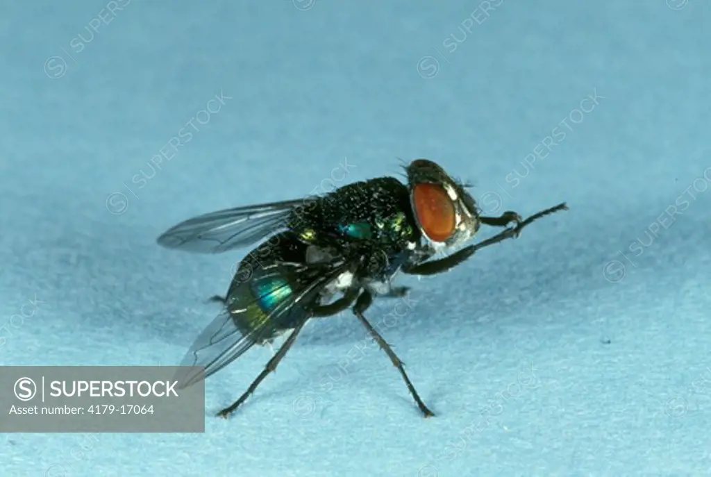 Blow Fly (Lucilia cuprina) (Fam. callipharidae) on plain background