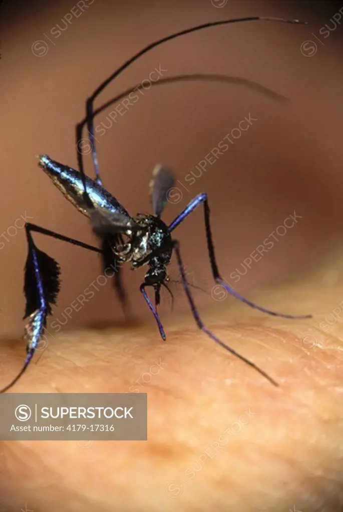 Mosquito (Sabethes cyaneus), probable Monkey Yellow Fever vector, OH S.U. Mosquito Lab