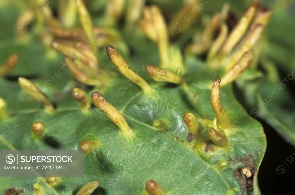 Eriophyid Mite Galls on Maple Leaf (Eriophyes acericola), Central NY